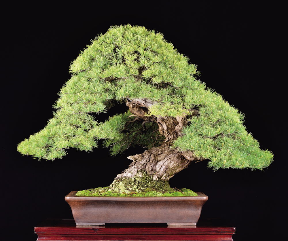 盆栽技術大系 2 五葉松 盆栽技術大系 2 五葉松 Amazon.co.jp: 盆栽技術大系 2 五葉松 : 盆栽