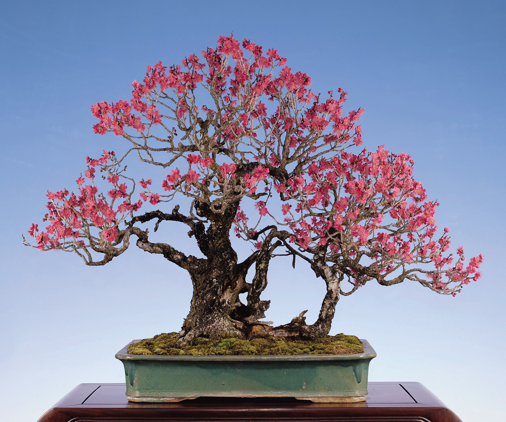 475 盆栽　盆栽鉢　植木鉢　和鉢　鴻陽 475 盆栽 盆栽鉢 植木鉢 和鉢 鴻陽