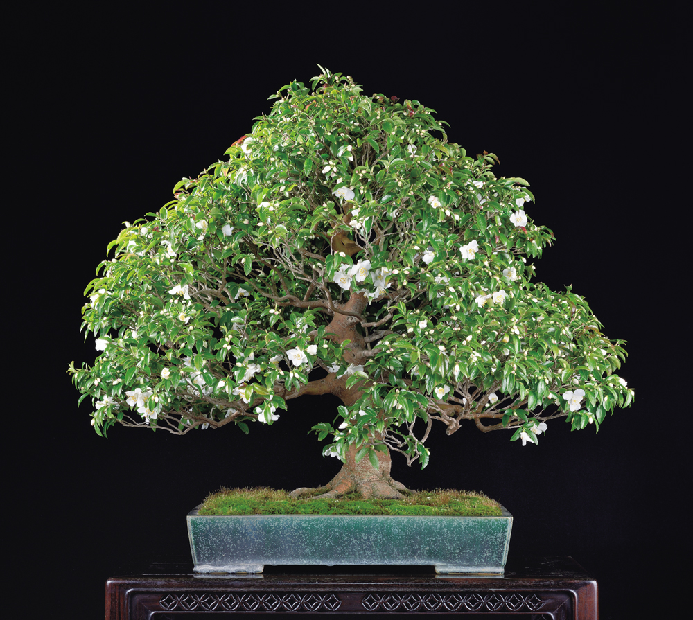 サザンカ 山茶花 盆栽 11号 幹太❗