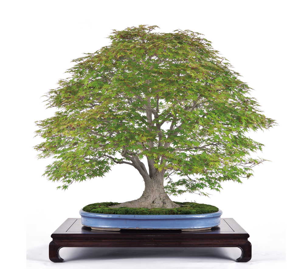 231 盆栽　盆栽鉢　植木鉢　和鉢　山秋 437 盆栽 盆栽鉢 植木鉢 和鉢 万留平 大流行中！ 和鉢 植木鉢