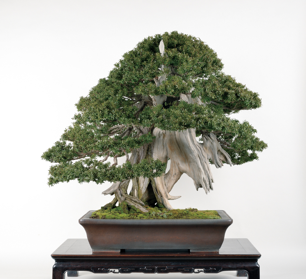 一位(イチイ) 盆栽 盆栽 一位 -イチイ-/盆栽、多肉植物、塊根植物、観葉植物通販