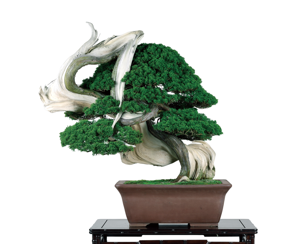 真柏　銘「劔龍」(しんぱく　めい　つるぎりゅう）