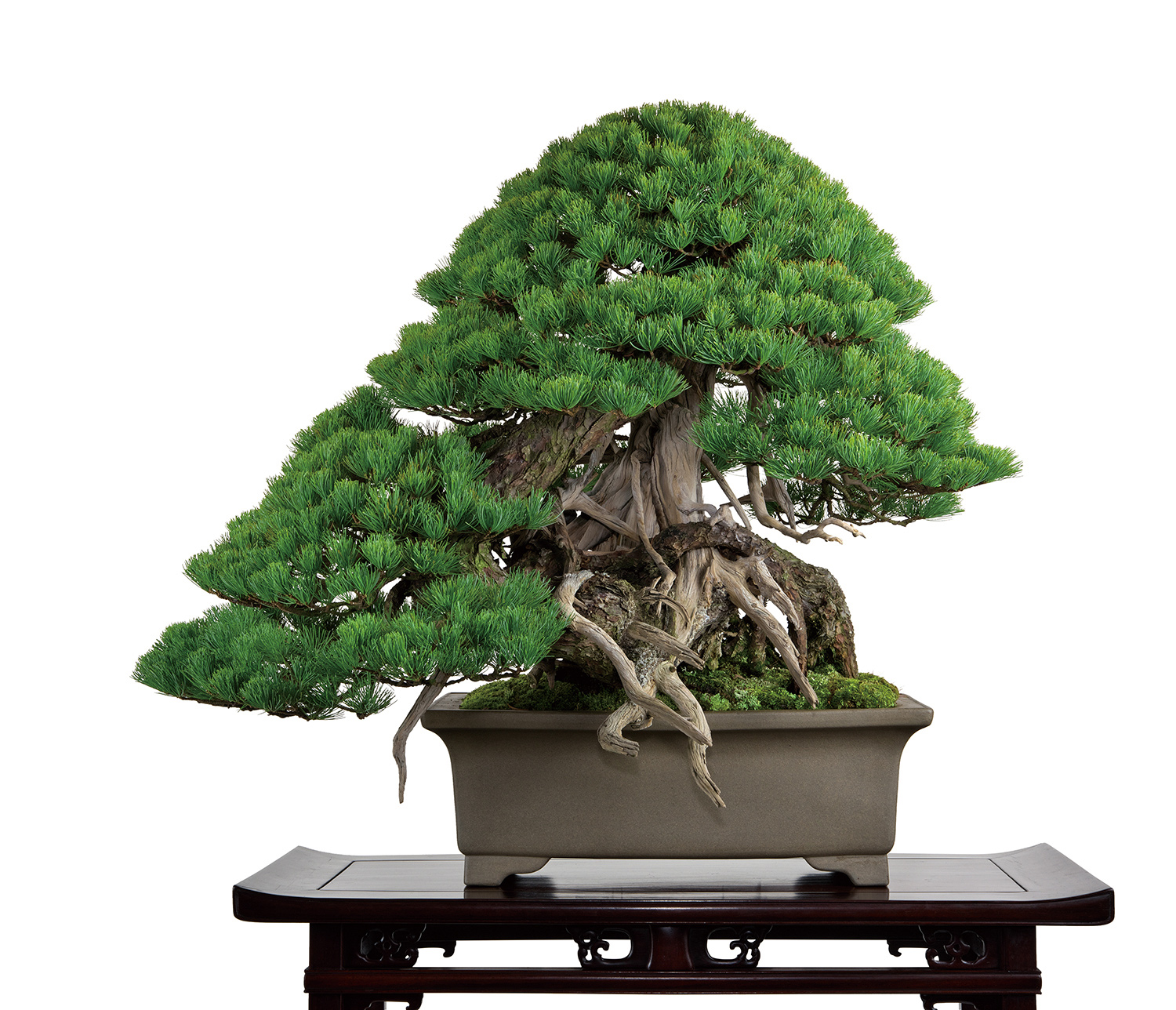 五葉松　銘「不二」　