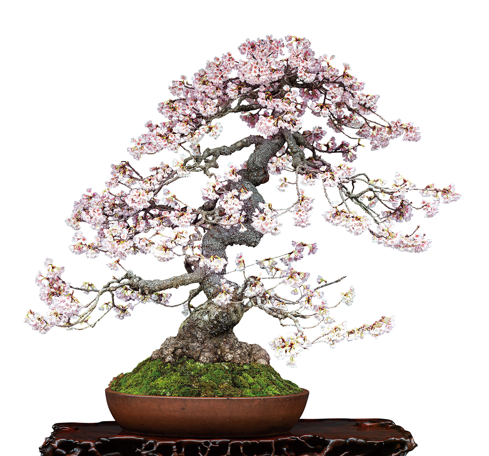 寒桜